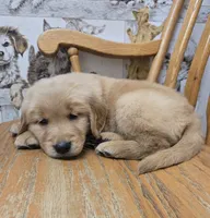 Gilbert, a male Golden Retriever for sale in Fair Play, SC – 4 of 5