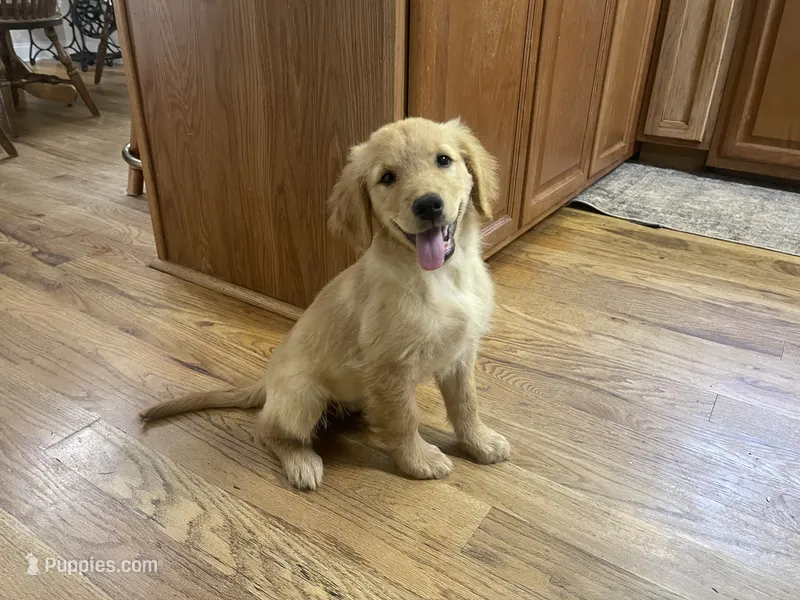 Guy – Golden Retriever puppy for sale in Fair Play, SC