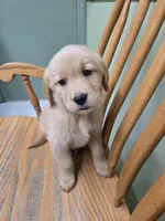Tony , a male Golden Retriever for sale in Fair Play, SC – 7 of 7