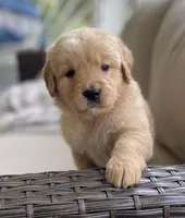 Jacki, a female Golden Retriever for sale in Fair Play, SC – Photo 3 of 10