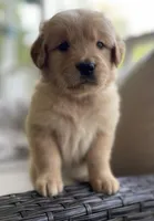 Jacki, a female Golden Retriever for sale in Fair Play, SC – Photo 4 of 10