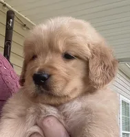 Jacki, a female Golden Retriever for sale in Fair Play, SC – Photo 2 of 10