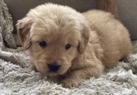 Jacki, a female Golden Retriever for sale in Fair Play, SC – Photo 9 of 10