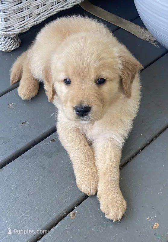 Jacki – Golden Retriever puppy on hold in Fair Play, SC