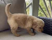 Jacki, a female Golden Retriever for sale in Fair Play, SC – Photo 8 of 10