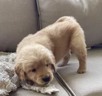 Jacki, a female Golden Retriever for sale in Fair Play, SC – Photo 6 of 10