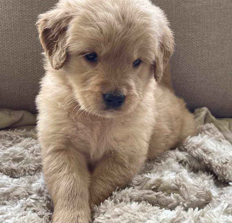 Jacki – Golden Retriever puppy for sale in Fair Play, SC