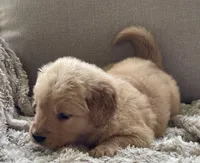 Jacki, a female Golden Retriever for sale in Fair Play, SC – Photo 7 of 10