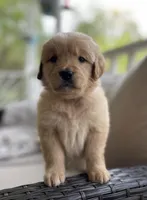 Jacki, a female Golden Retriever for sale in Fair Play, SC – Photo 5 of 10