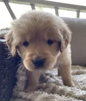 Jacki, a female Golden Retriever for sale in Fair Play, SC – Photo 10 of 10