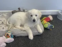 Angel, a female English Cream Golden Retriever for sale in Fair Play, SC – Photo 1 of 10