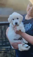 Angel, a female English Cream Golden Retriever for sale in Fair Play, SC – Photo 5 of 10