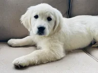 Angel, a female English Cream Golden Retriever for sale in Fair Play, SC – Photo 2 of 10