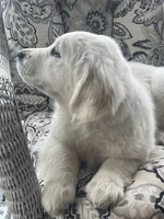 Angel, a female English Cream Golden Retriever for sale in Fair Play, SC – Photo 8 of 10