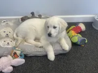 Angel, a female English Cream Golden Retriever for sale in Fair Play, SC – Photo 3 of 10