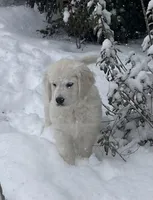 Angel, a female English Cream Golden Retriever for sale in Fair Play, SC – Photo 6 of 10