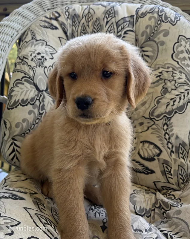 Tony  – Golden Retriever puppy for sale in Fair Play, SC