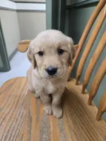 Sparrow , a male Golden Retriever for sale in Fair Play, SC – 5 of 8
