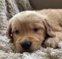 Myrtle , a female Golden Retriever for sale in Fair Play, SC – Photo 4 of 10