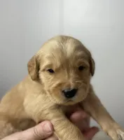 Myrtle , a female Golden Retriever for sale in Fair Play, SC – Photo 4 of 5