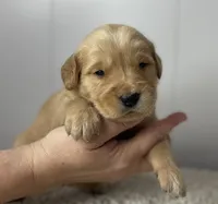 Myrtle , a female Golden Retriever for sale in Fair Play, SC – Photo 3 of 5