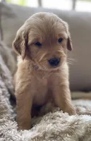 Myrtle , a female Golden Retriever for sale in Fair Play, SC – Photo 2 of 10