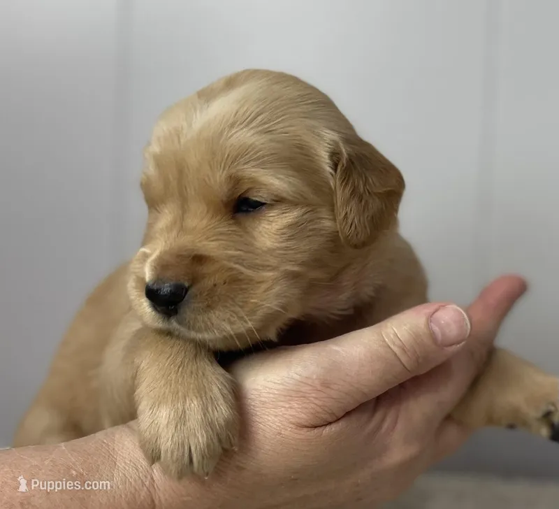 Myrtle  – Golden Retriever puppy for sale in Fair Play, SC