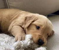 Myrtle , a female Golden Retriever for sale in Fair Play, SC – Photo 3 of 10