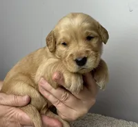 Myrtle , a female Golden Retriever for sale in Fair Play, SC – Photo 5 of 5