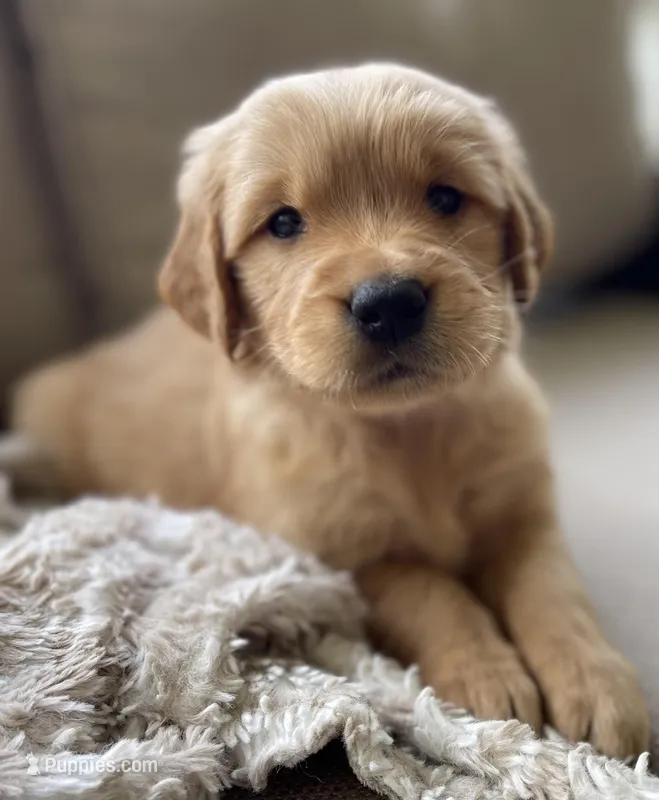 Myrtle  – Golden Retriever puppy for sale in Fair Play, SC