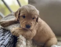 Myrtle , a female Golden Retriever for sale in Fair Play, SC – Photo 5 of 10