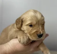 Myrtle , a female Golden Retriever for sale in Fair Play, SC – Photo 2 of 5