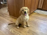 Ace, a male Golden Retriever for sale in Fair Play, SC – 1 of 5