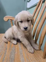 Tony , a male Golden Retriever for sale in Fair Play, SC – 5 of 7