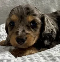 Dexter, a male Miniature Dachshund for sale in Weldona, CO – 2 of 4