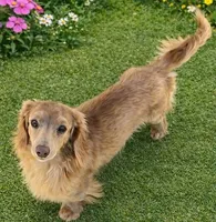 Chester , a male Miniature Dachshund for sale in Weldona, CO – 3 of 3