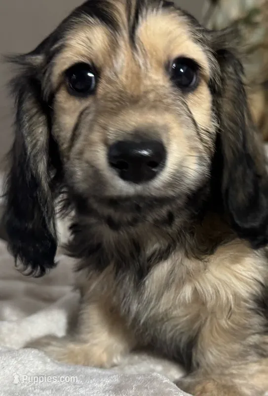Shayla's Frank – Miniature Dachshund puppy for sale in Weldona, CO