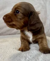 Dozer, a male Miniature Dachshund for sale in Weldona, CO – 4 of 4