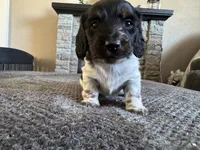 Dino, a male Miniature Dachshund for sale in Weldona, CO – 3 of 3