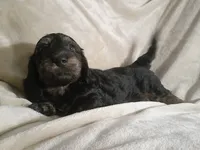 Chester , a male Miniature Dachshund for sale in Weldona, CO – 1 of 3
