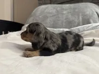 Dexter, a male Miniature Dachshund for sale in Weldona, CO – 3 of 4