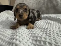 Dexter, a male Miniature Dachshund for sale in Weldona, CO – 4 of 4