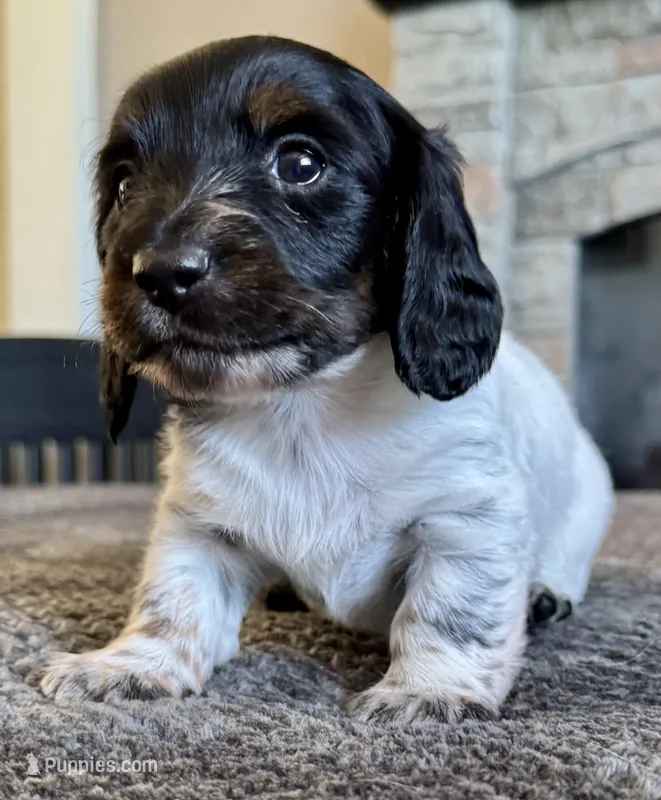 Dino – Miniature Dachshund puppy for sale in Weldona, CO