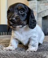 Dino, a male Miniature Dachshund for sale in Weldona, CO – 1 of 3
