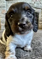 Dino, a male Miniature Dachshund for sale in Weldona, CO – 2 of 3