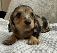Dexter, a male Miniature Dachshund for sale in Weldona, CO – 1 of 4