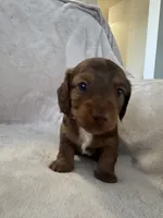 Dozer, a male Miniature Dachshund for sale in Weldona, CO – 3 of 4