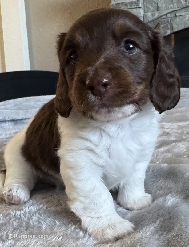 Duke – Miniature Dachshund puppy for sale in Weldona, CO