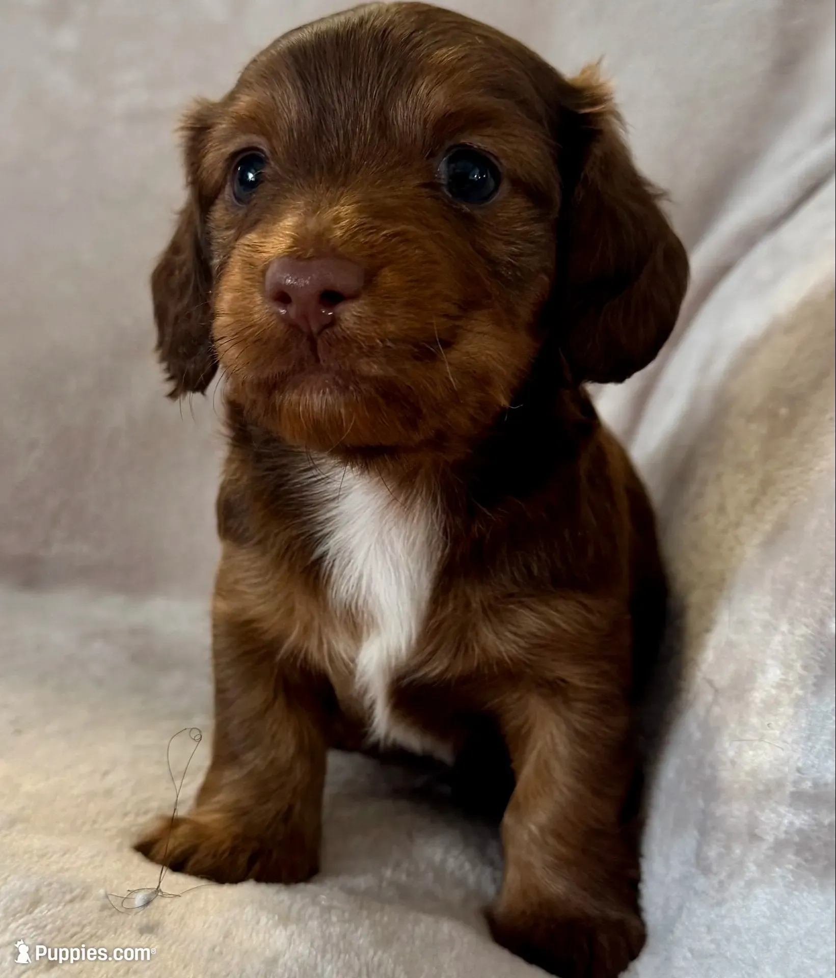 Dozer, a male Miniature Dachshund for sale in Weldona, CO – 2 of 4