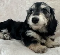 Shayla's Bitzy, a female Miniature Dachshund for sale in Weldona, CO – 1 of 1